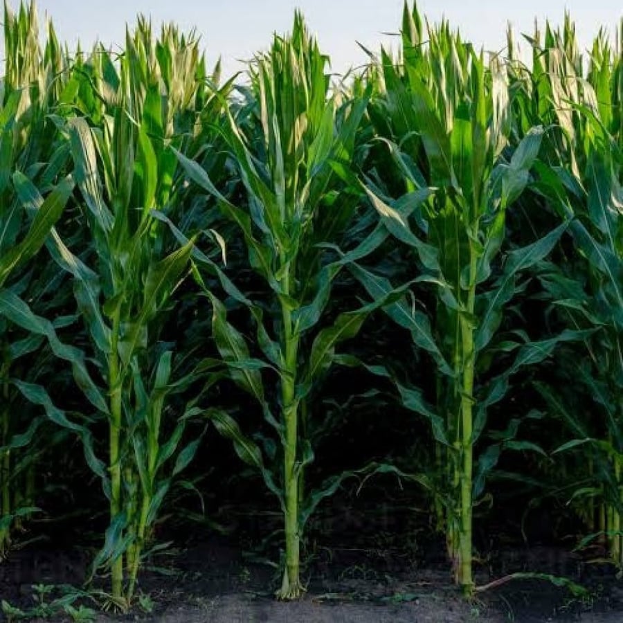 Yellow Syrian corn seeds (Zea)