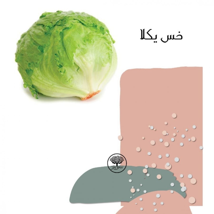 بذور خس يكلا ايسبرغ F1