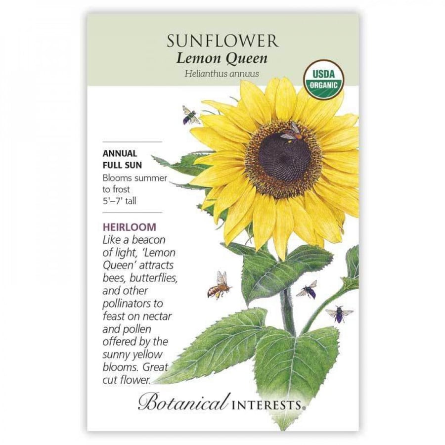 بذور دوار الشمس ملكة الليمون - Lemon Queen Sunflower Seeds