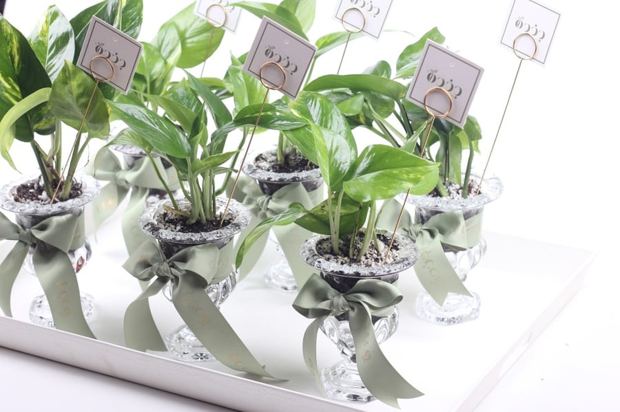 Elegant glass distribution of a plant pot