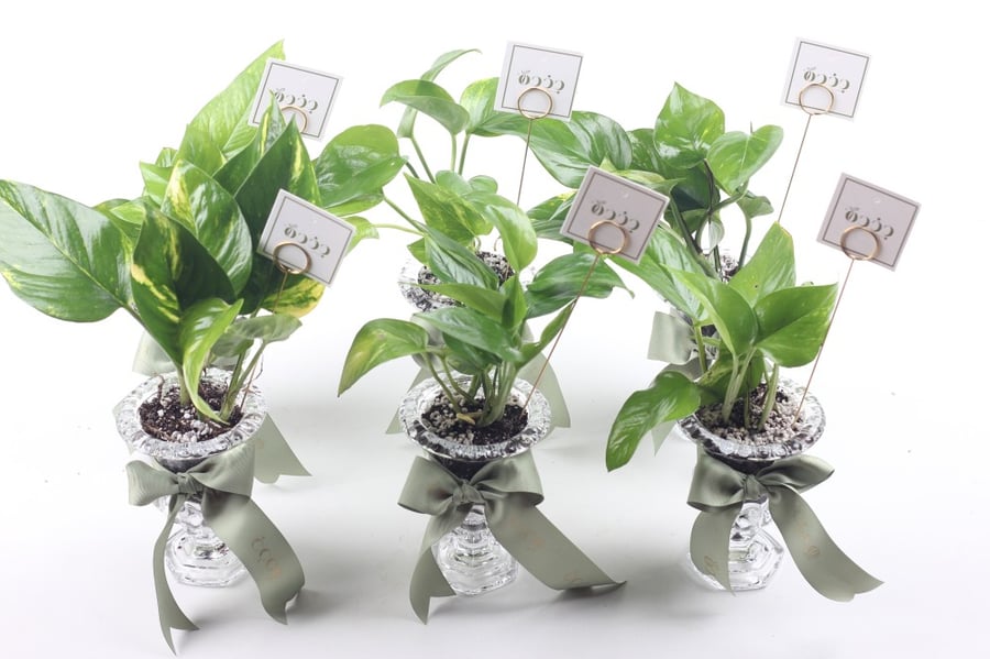 Elegant glass distribution of a plant pot
