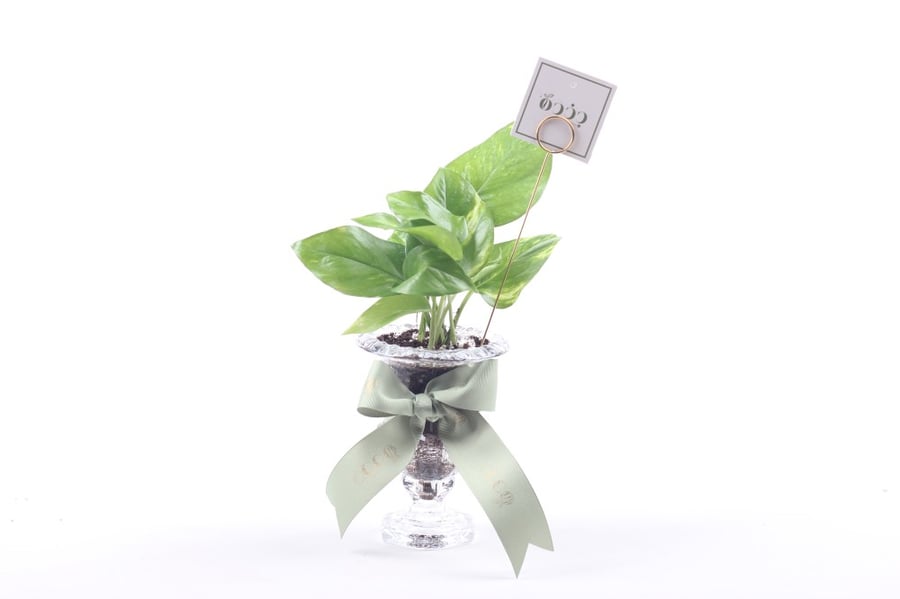 Elegant glass distribution of a plant pot