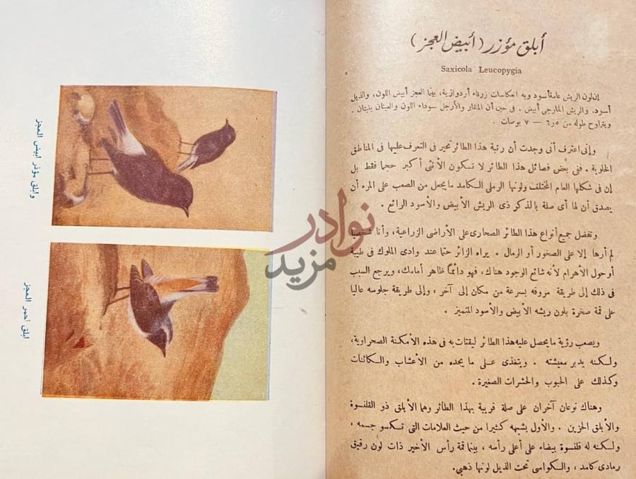 صفحة داخلية كتاب الطيور المصرية أبلق مؤزر أبيض