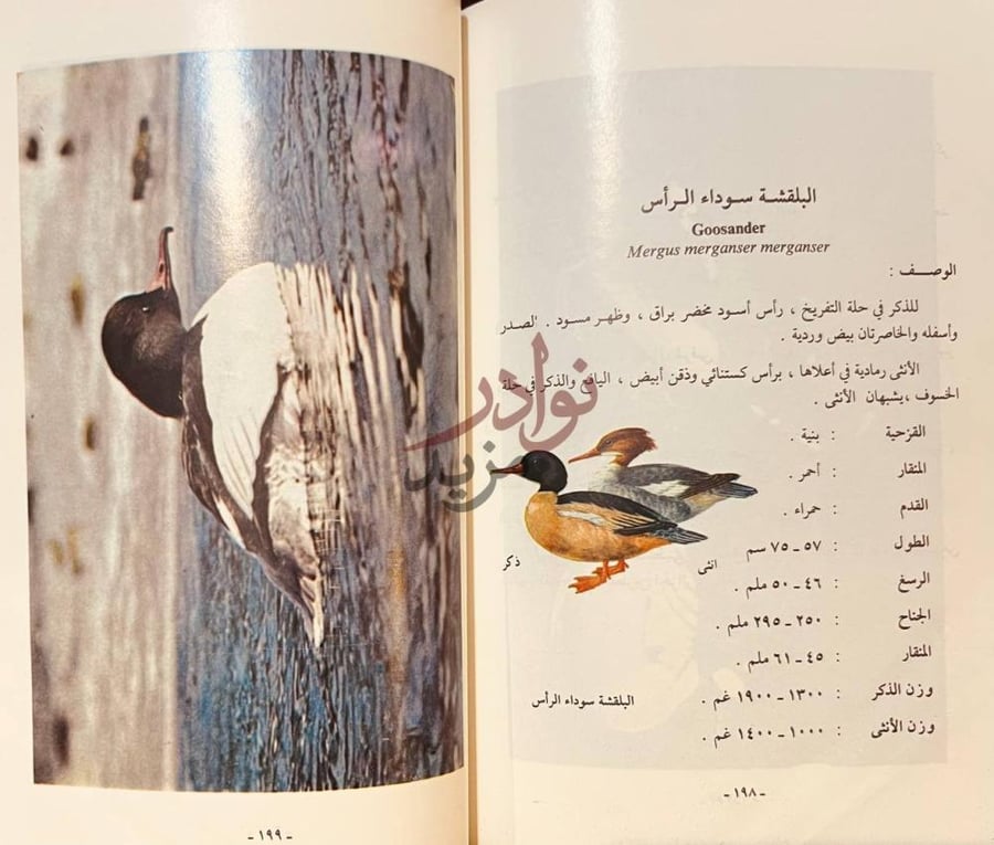صفحة داخلية كتاب الطيور المائية في العراق والوطن العربي