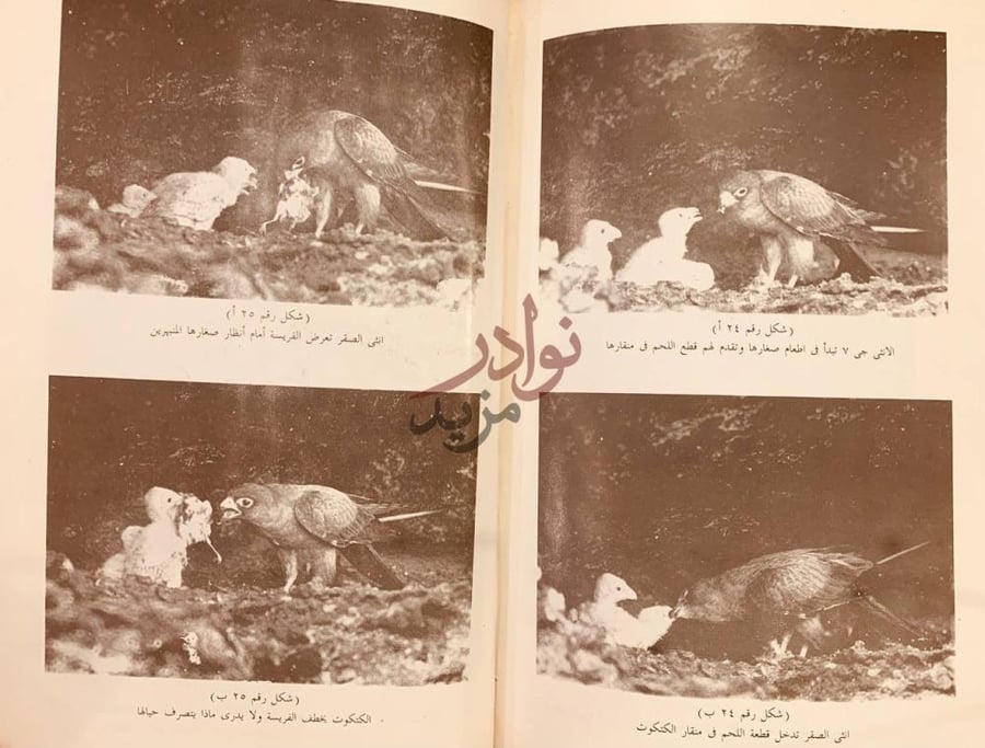 صفحة داخلية كتاب الصقر الاسود في عمان دراسة عن الصقور