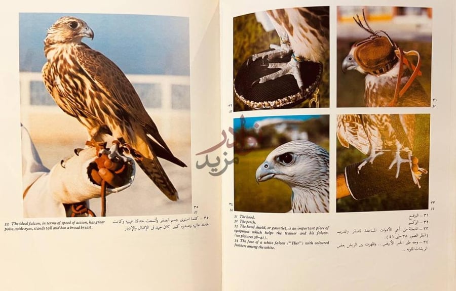 صفحة داخلية كتاب رياضة الصيد بالصقور من تراثنا العربي