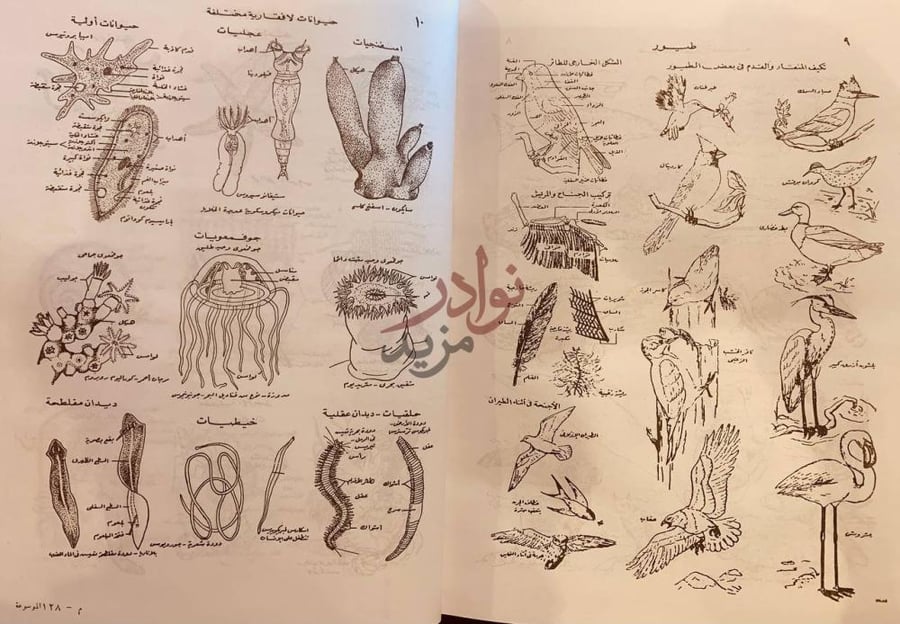 صفحة داخلية كتاب الموسوعة العربية الميسرة