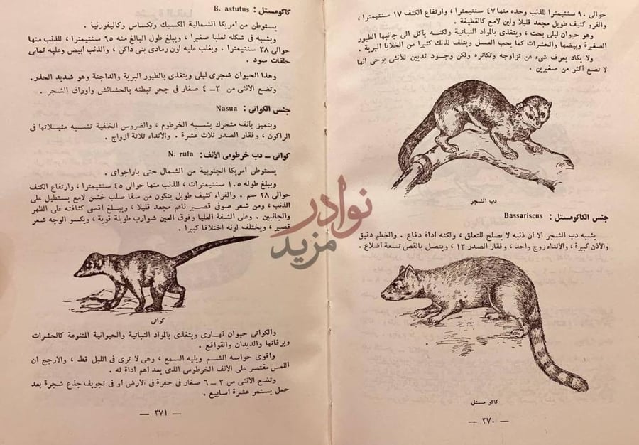 صفحة داخلية كتاب اطلس ثديات العالم جنس الكاكومستل