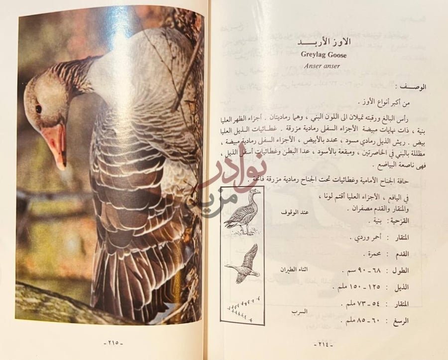 صفحة داخلية كتاب الطيور المائية في العراق والوطن العربي