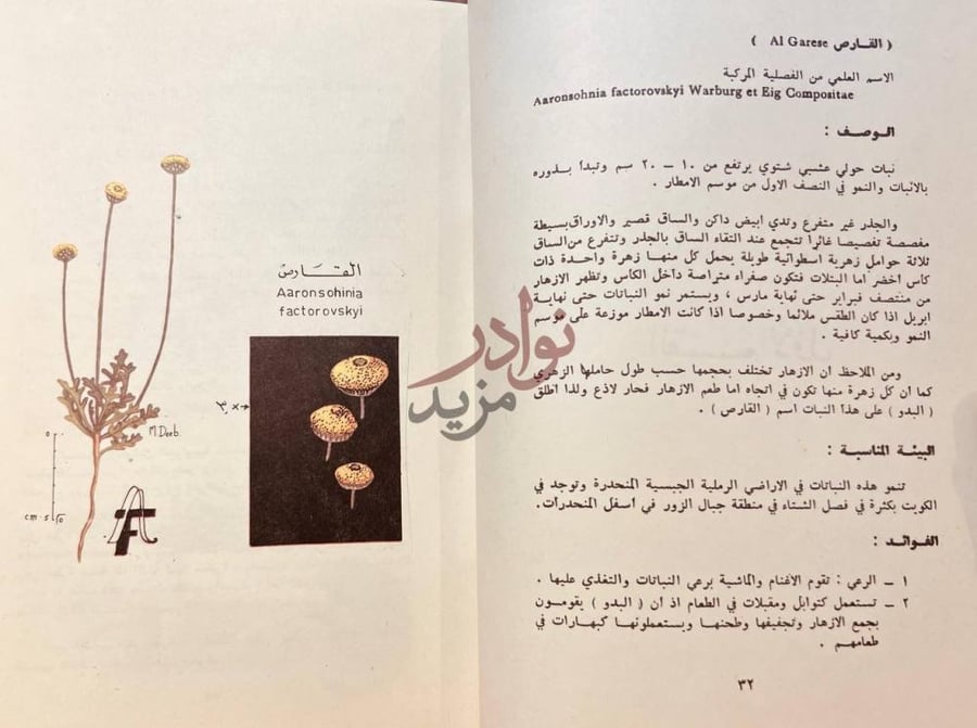 صفحة داخلية كتاب نباتات البر واشجار الزينة في الكويت القارص