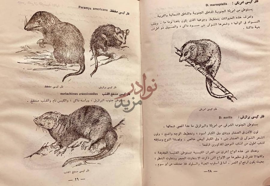 صفحة داخلية كتاب اطلس ثديات العالم فأر كيسي أمريكي