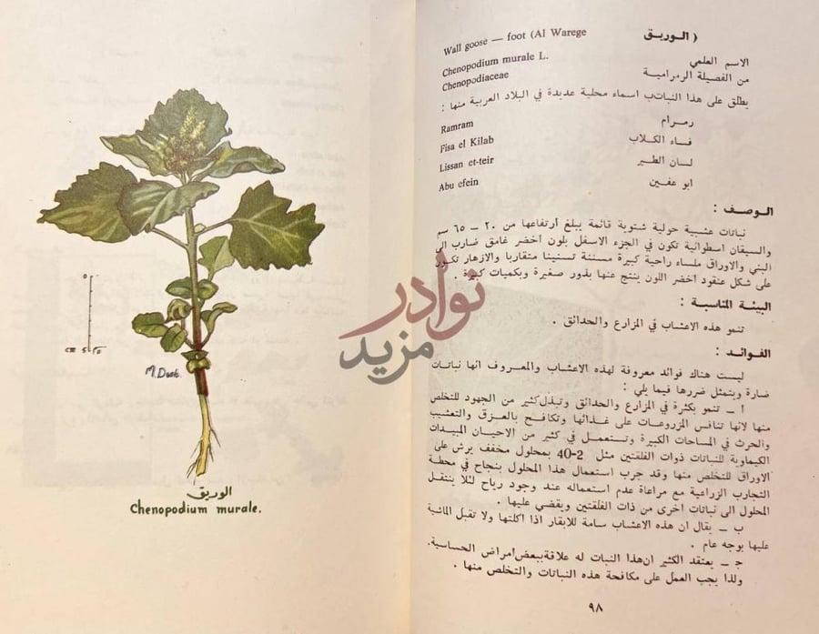صفحة داخلية كتاب نباتات البر واشجار الزينة في الكويت الوريق