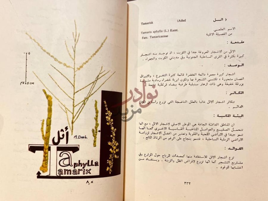 صفحة داخلية كتاب نباتات البر واشجار الزينة في الكويت الأثل