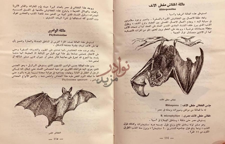 صفحة داخلية كتاب اطلس ثديات العالم عائلة الخفاش مغطى