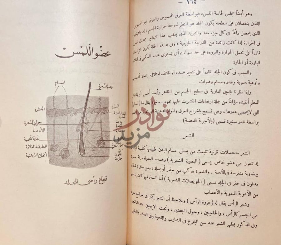 صفحة داخلية كتاب الانسان عضو اللمس