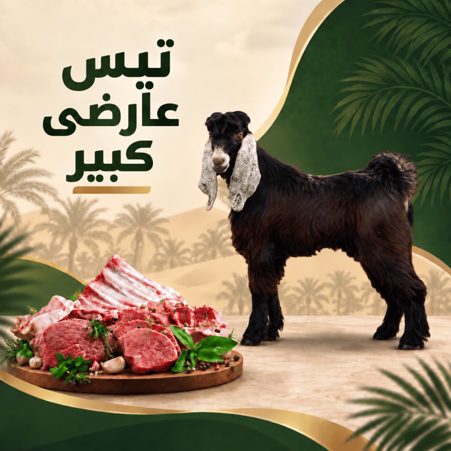 لحم تيس عارضي -كبير