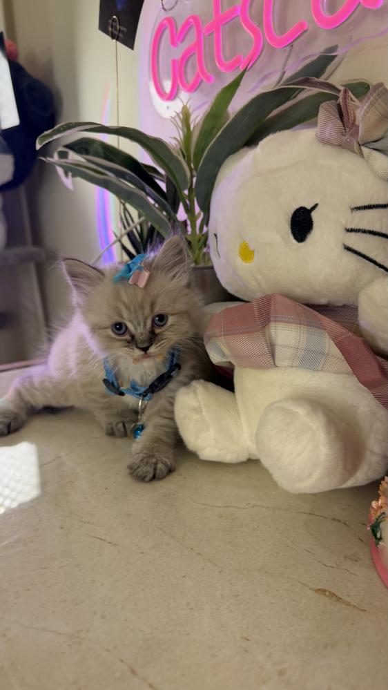 هملايا لينكس بيور شامل المستلزمات