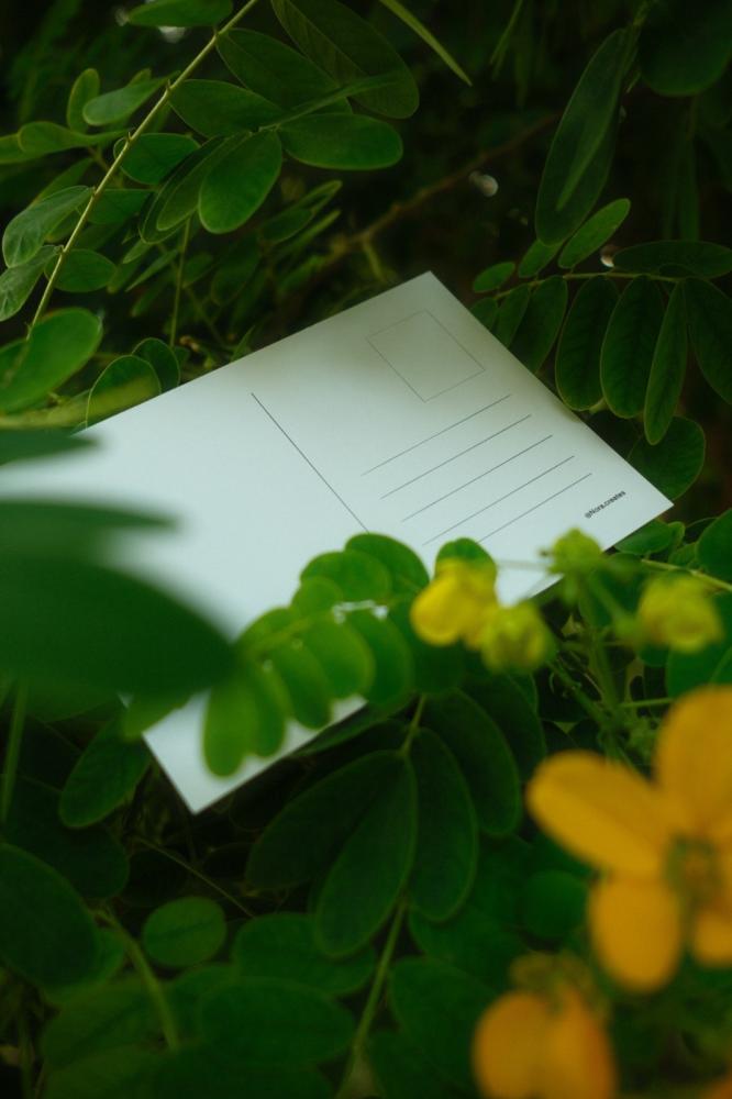 Petals of Wisdom | Post Card