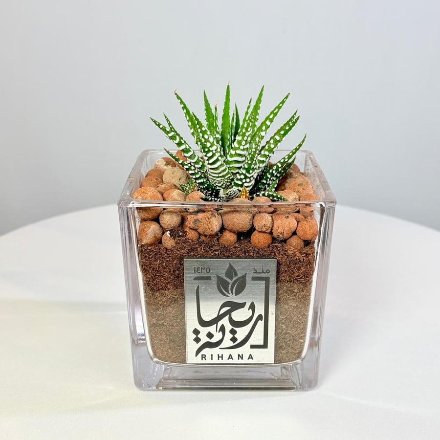 نبتة هاورثيا الزجاجية