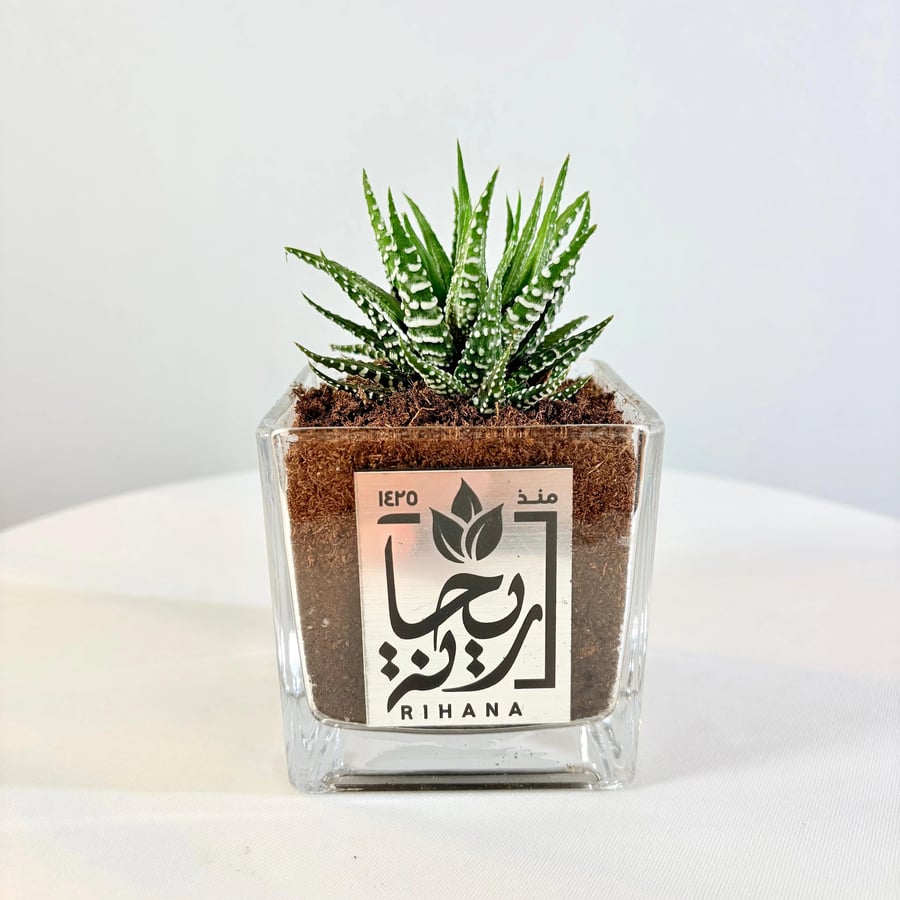 نبتة هاورثيا الزجاجية