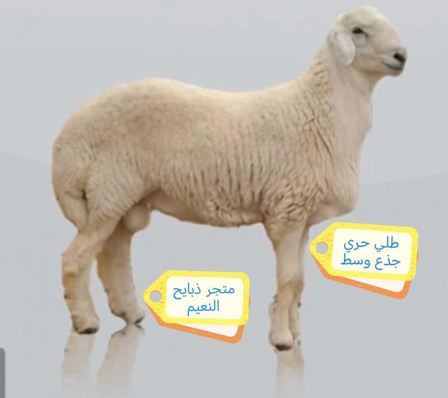 طلي حري وسط من 6 شهور