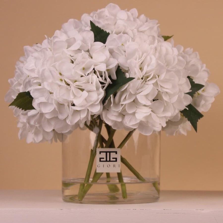فازة هيدرنجا Ivory hydrangea