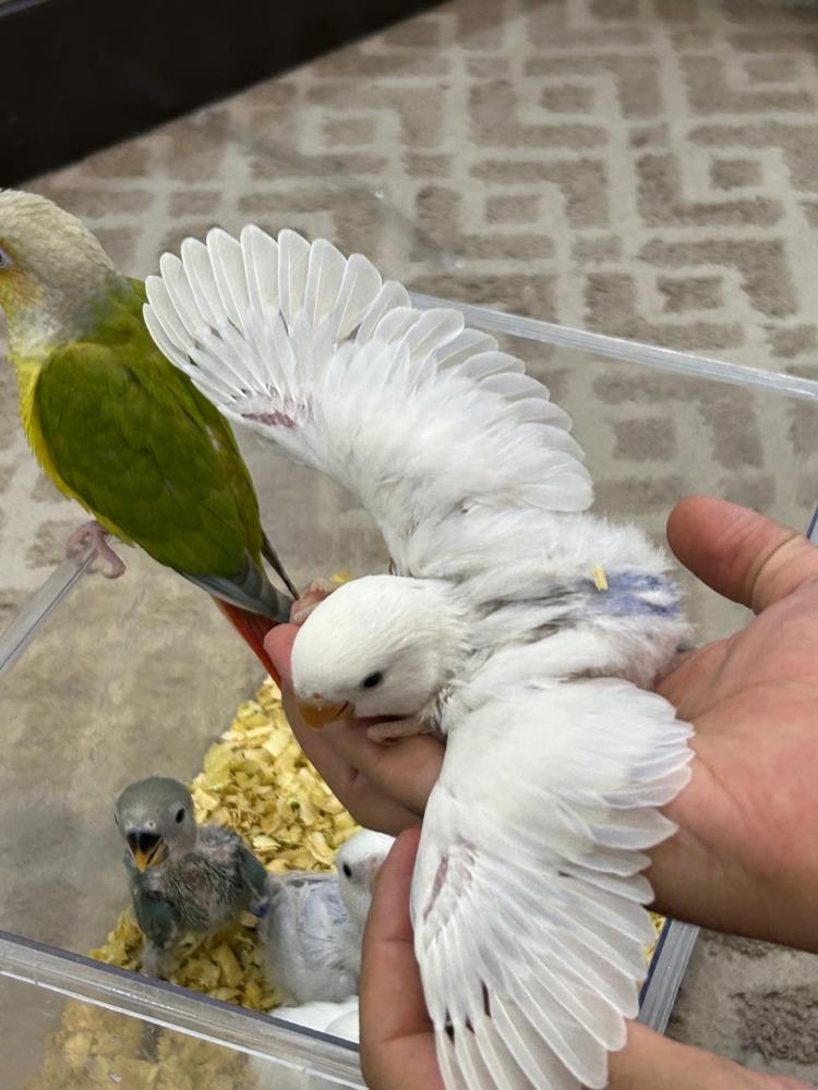 فرخ روز ( نهاية غر )