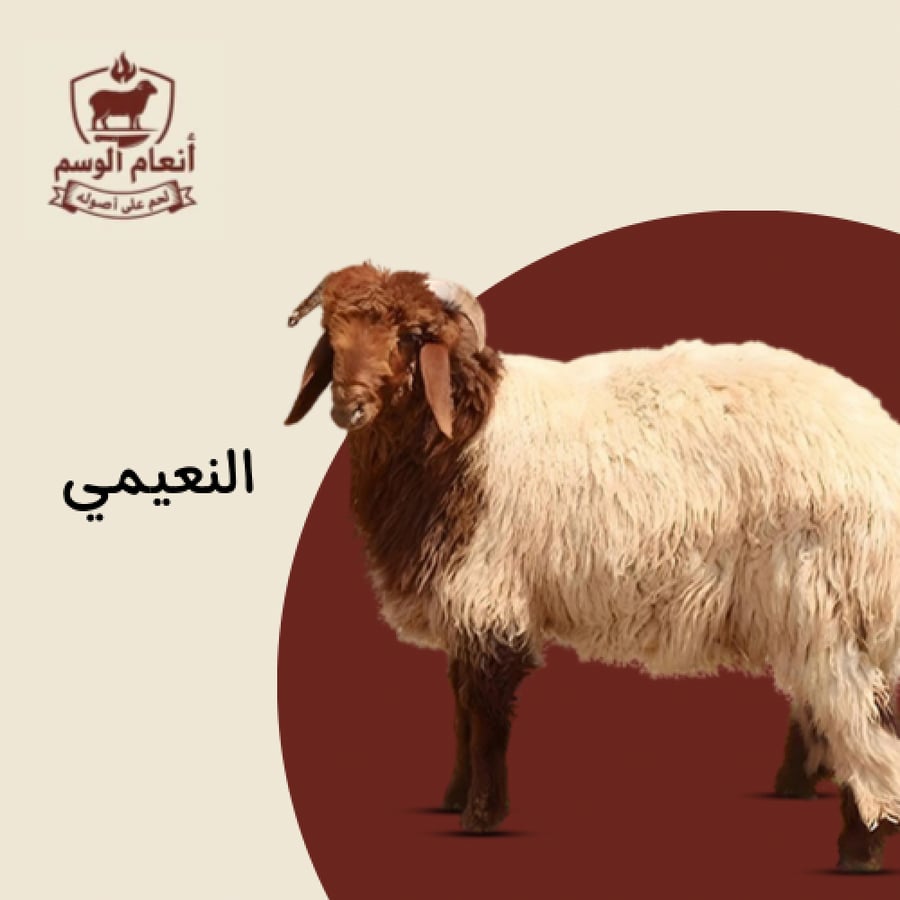 خروف نعيمي وسط عمر 6-8 شهر