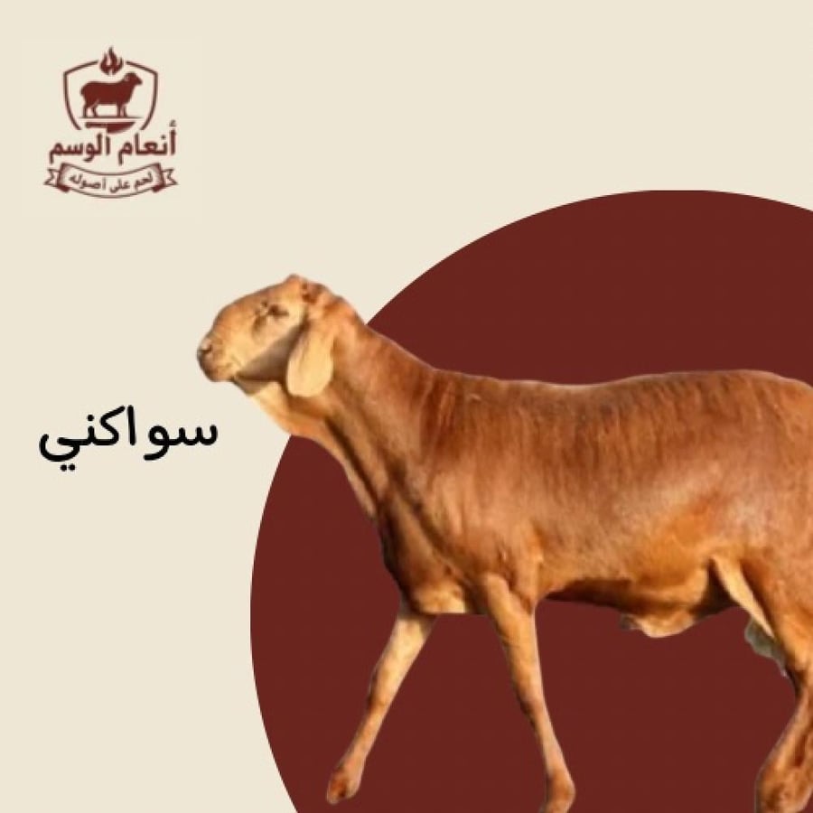 خروف سواكني ٦شهور ب١٣٠٠