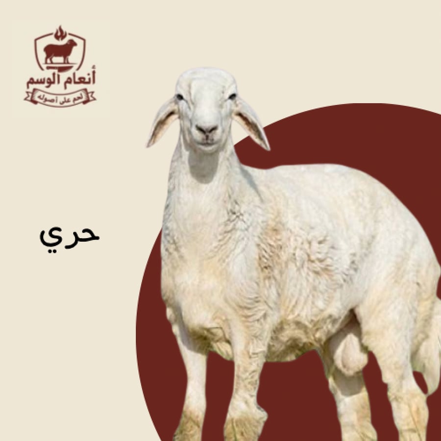 خروف حري وسط عمر 6-8 شهر