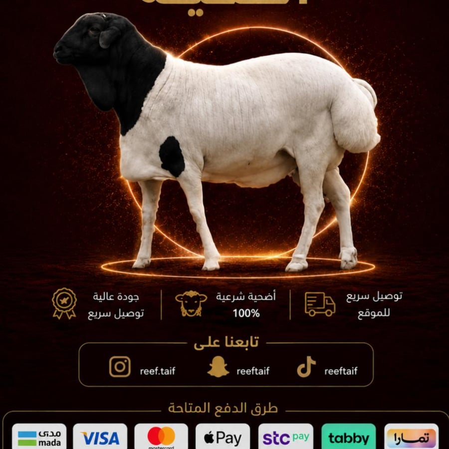بربري - مربى