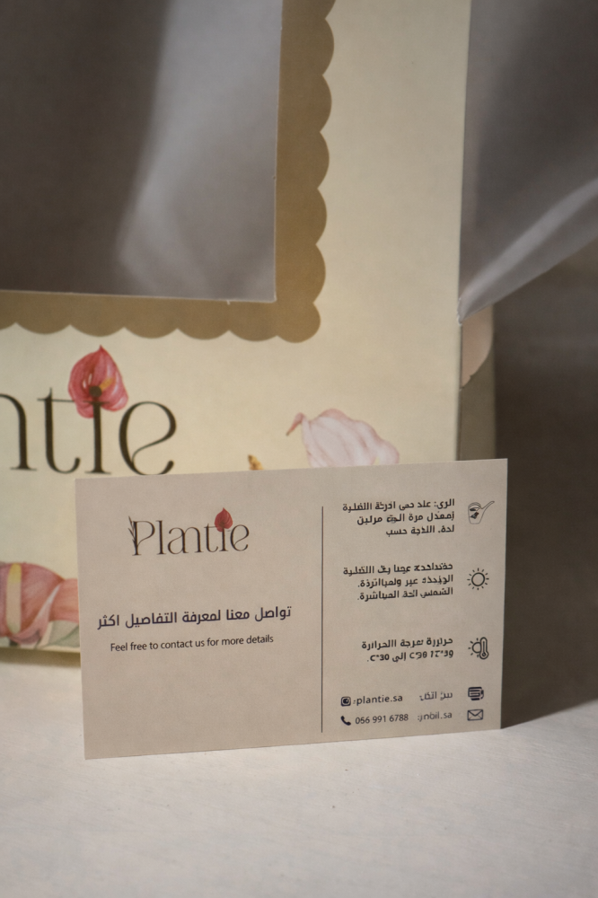 نبتة بوتس في أصيص زجاجي دائري