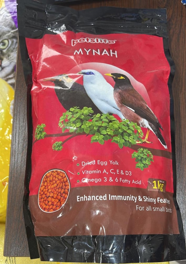 اكل بلبل و المينا