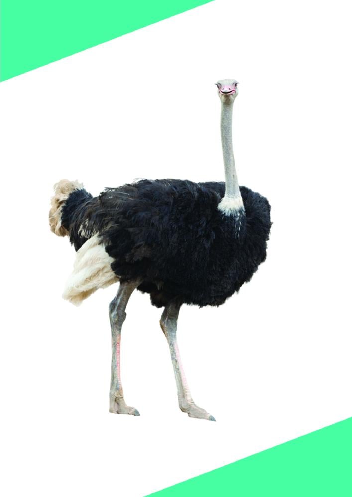 موسوعة بذور، الجزء الثاني