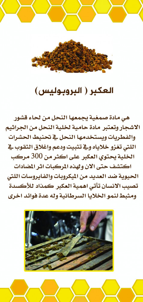 عكبر  النحل