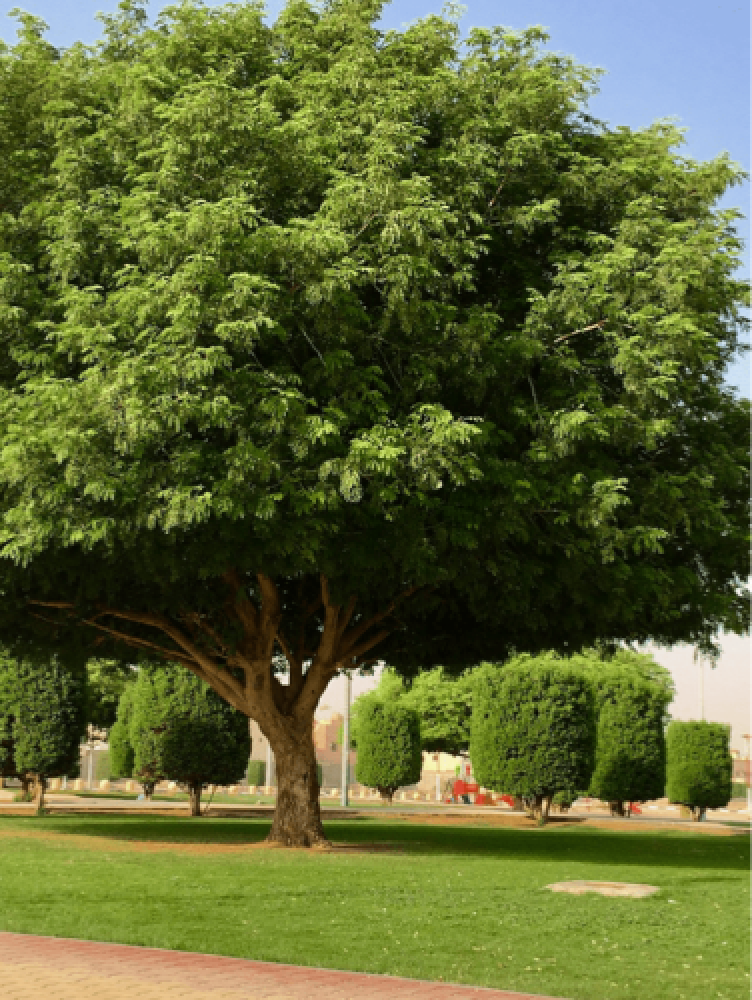 بذور شجرة اللبخ العملاق 20بذرة