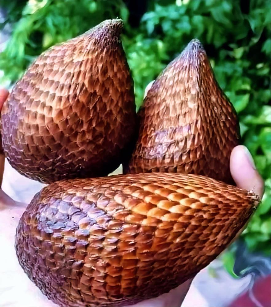 بذور فاكهة الثعبان  ( 5بذات)