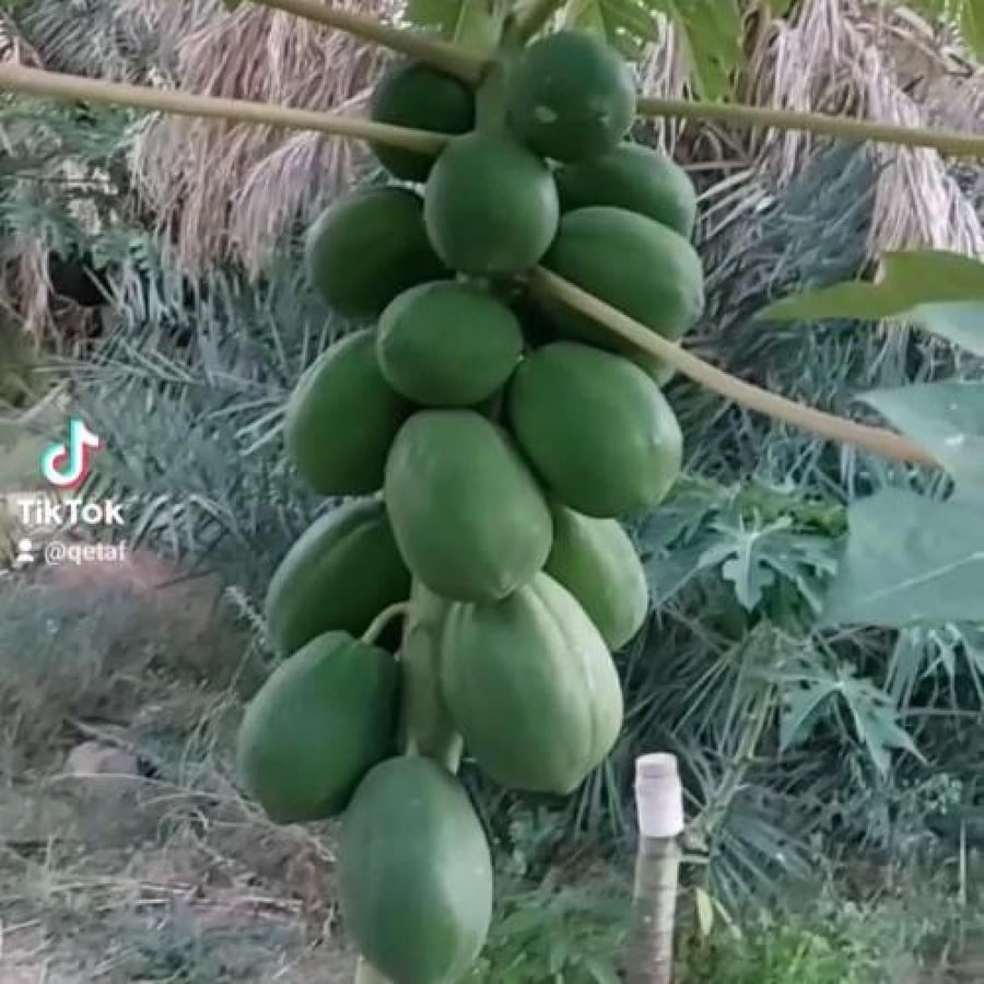 بذور البابايا للأكل
