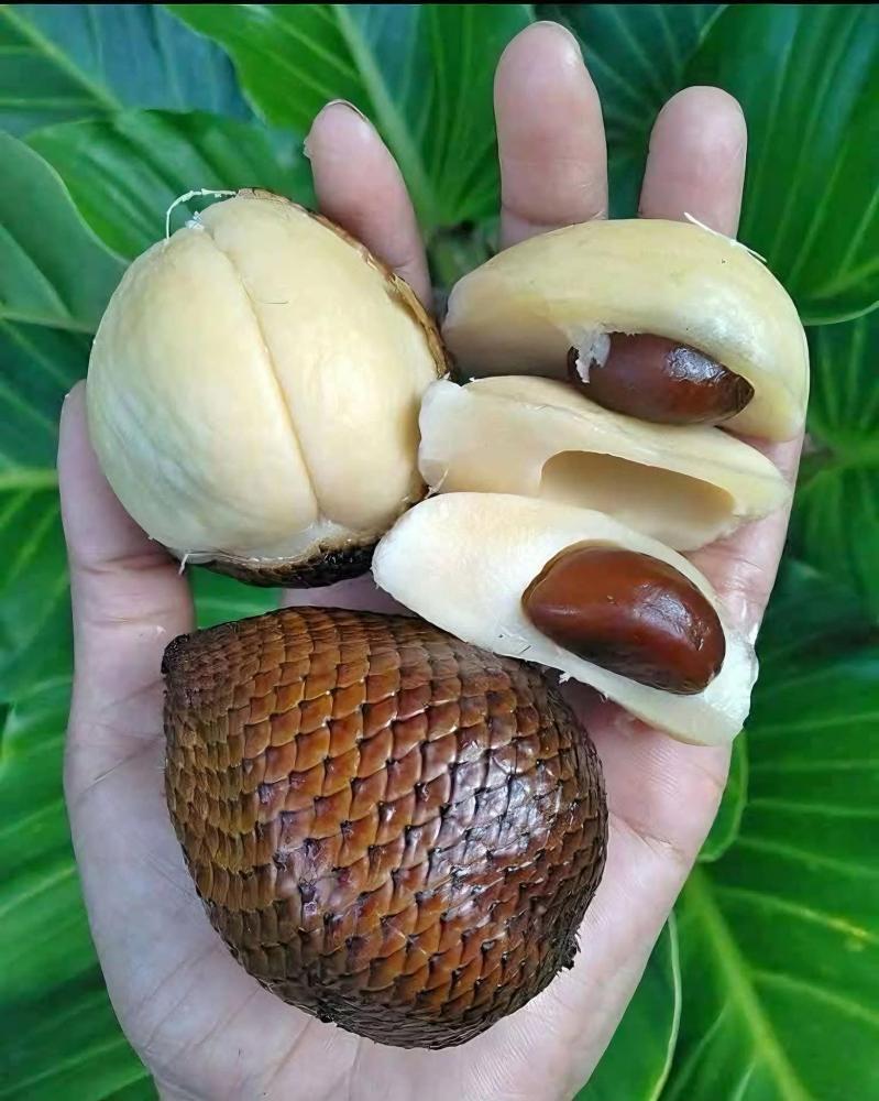 بذور فاكهة الثعبان  ( 5بذات)