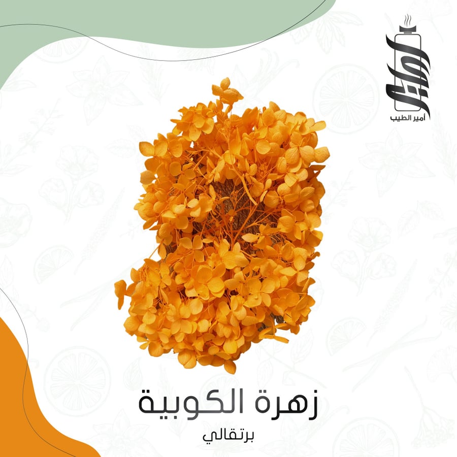 زهرة الكوبية برتقالي - أمير الطيب