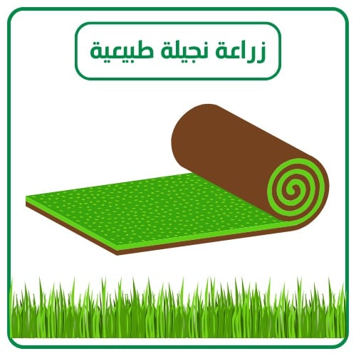 زراعة نجيل طبيعى