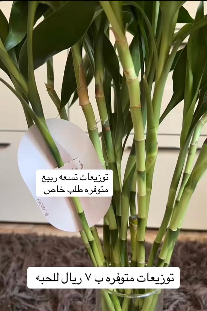 توزيعات فرحة الزهراء ساق البامبو
