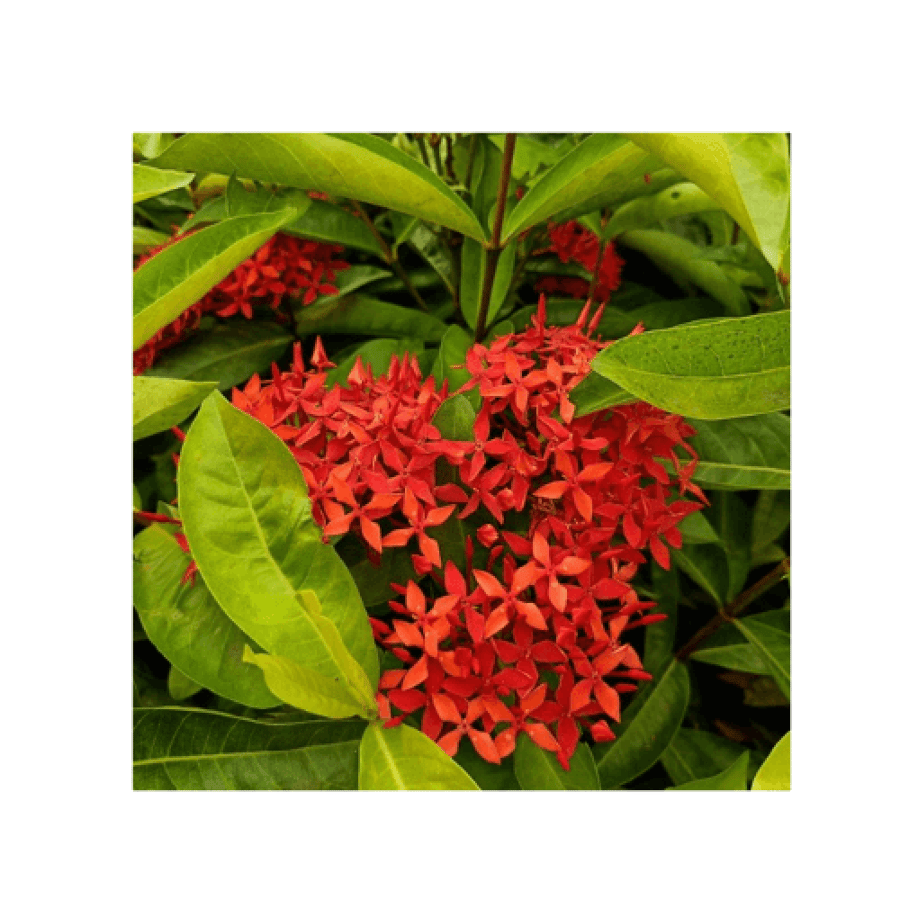 تألق مع اكزورا دبل احمر زهور كثيفة ولون مبهر