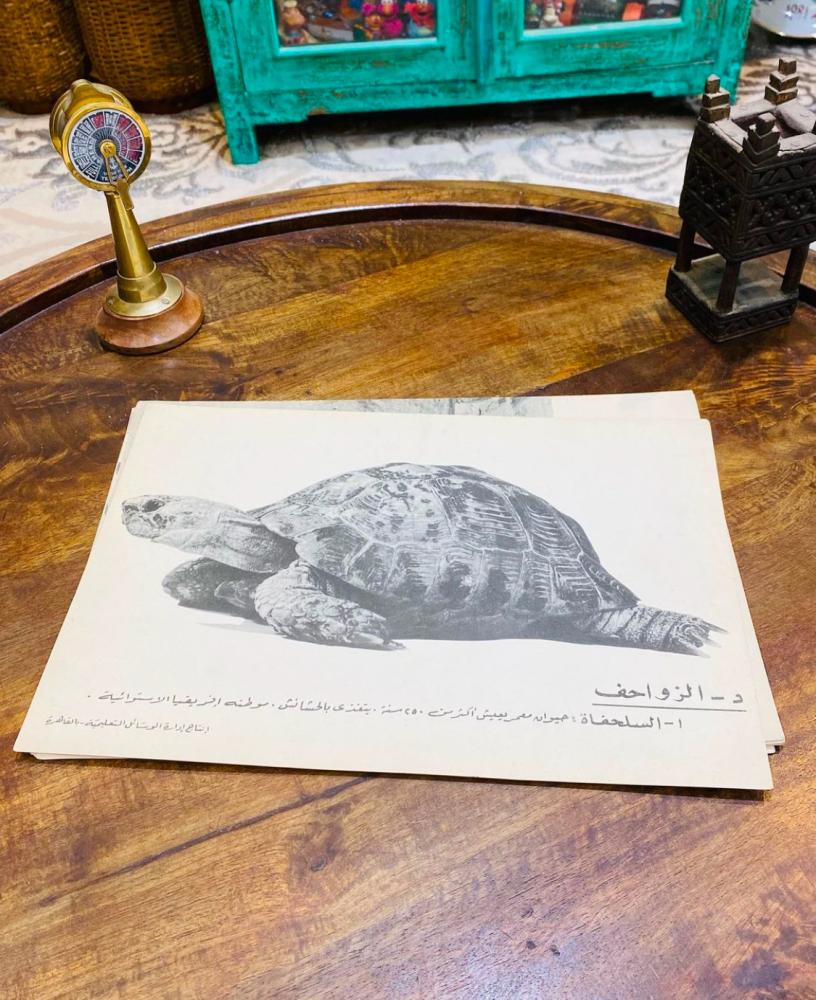 من النوادر؛ ١٤ صورة كبيرة الحجم على ورق مقوى لحديقة الحيوان بالجيزة عندما كانت مصر الجمهورية العربية المتحدة؛ قديمة جداً؛ يعتبر بند متحفي مميز