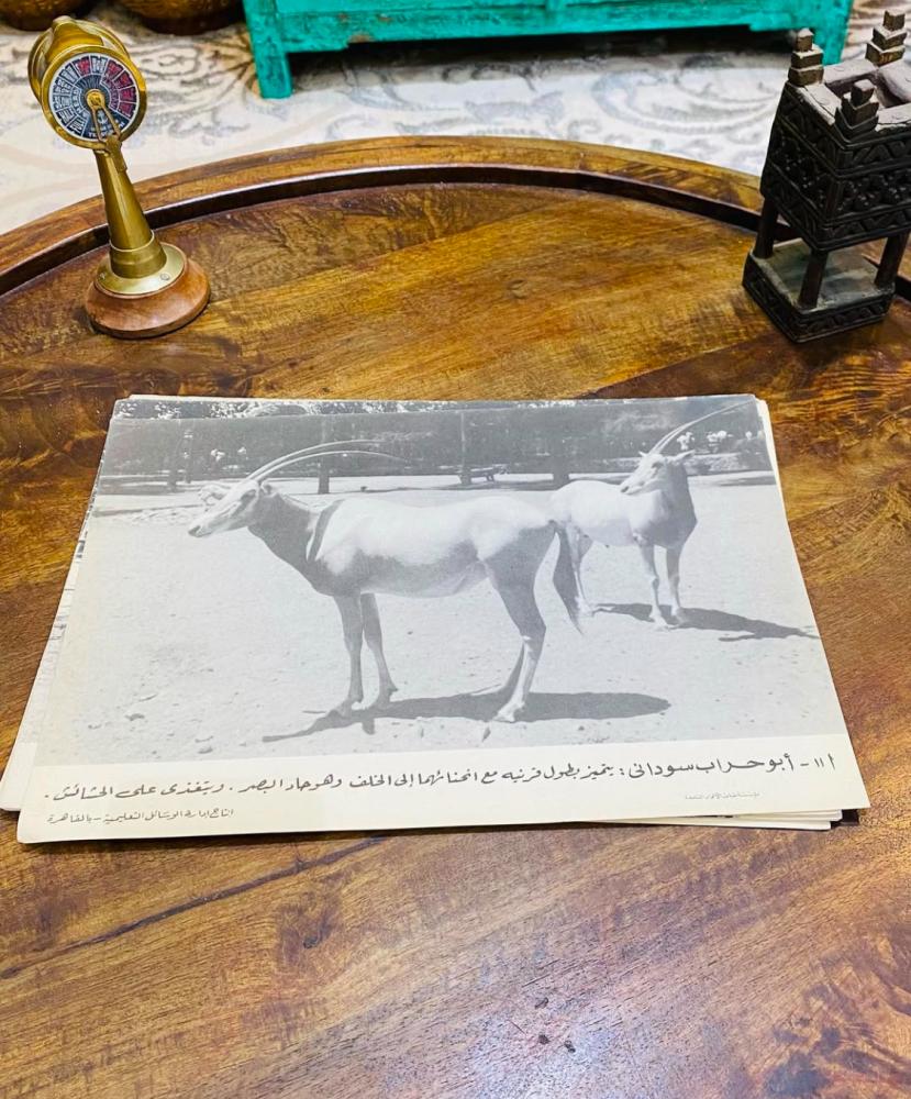 من النوادر؛ ١٤ صورة كبيرة الحجم على ورق مقوى لحديقة الحيوان بالجيزة عندما كانت مصر الجمهورية العربية المتحدة؛ قديمة جداً؛ يعتبر بند متحفي مميز