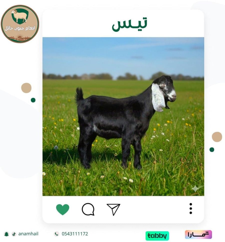 تيس 3 شهور