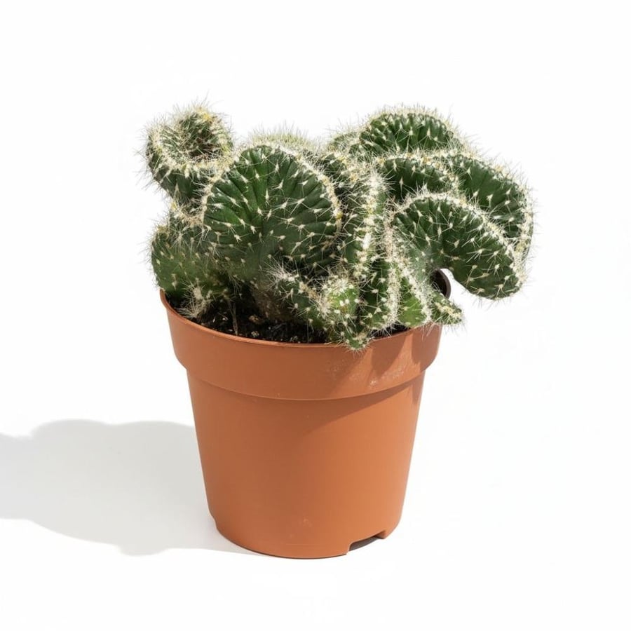 صبار مخي طبيعي متموج في أصيص Mammillaria elongata Cristata