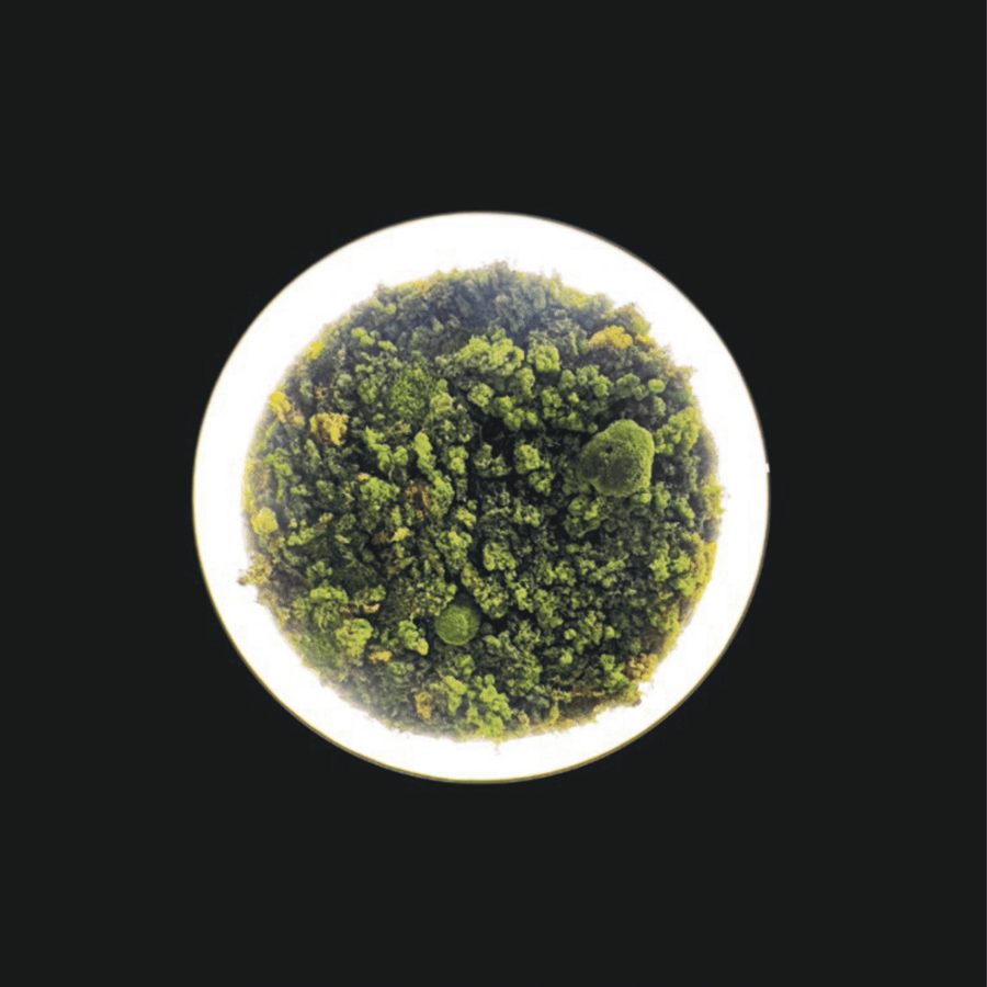 CROWN MOSS