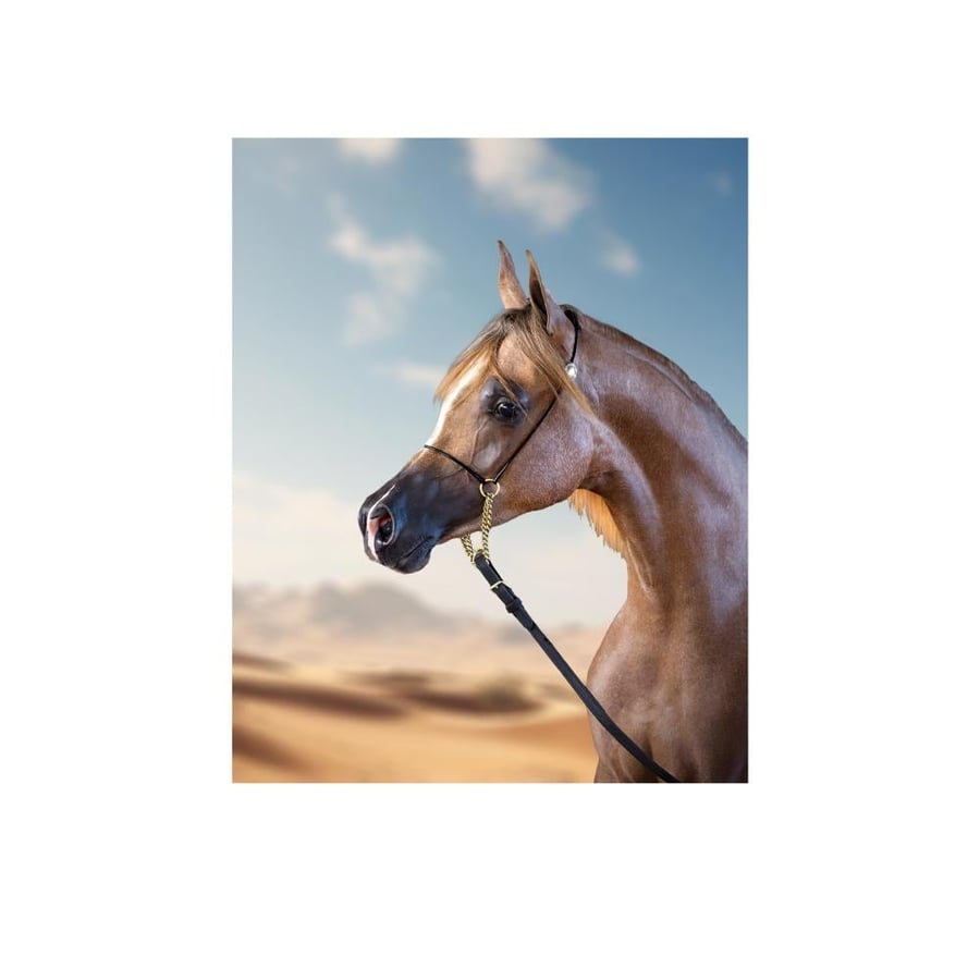 The Arabic horse painting "Al-Adham" the golden | contrast of the desert and the sky