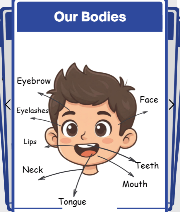 دليل أجزاء جسم الإنسان التفاعلي Our Bodies للأطفال - ملف PDF تعليمي بالإنجليزية